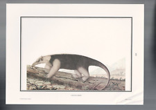 IMPRESSÃO, AMÉRICA DO SUL, HISTÓRIA NATURAL, FAUNA, TAMANDUA-MIRIM comprar usado  Enviando para Brazil