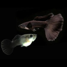 Black moscow guppy for sale  Converse