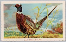Chinese ringneck pheasant for sale  GLASGOW