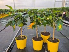 Echte citrus medica gebraucht kaufen  Goch