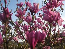 Magnolia susan plant for sale  MARCH