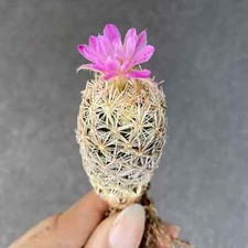 Discocactus horstii vivo usato  Spedire a Italy