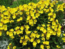 2000 yellow evening for sale  Valdosta