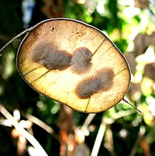 lunaria annua gebraucht kaufen lunaria annua gebraucht kaufen Mutterstadt