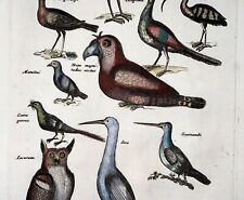 1657 Exotisch, Amazonas Vögel, Eule, Matt. Merian, Folio, Hand Farbig Gravierung comprar usado  Enviando para Brazil