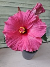 Heavenly hoya hibiskus gebraucht kaufen  Bad Bramstedt