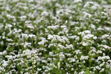 crop grow for sale crop grow for sale Deltona