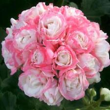 Geranium zonal grandeurâ for sale  UK