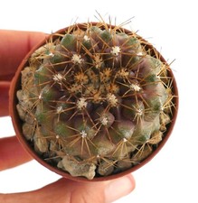 Copiapoa serpentisulcata 61e77 usato Copiapoa serpentisulcata 61e77 usato  Napoli