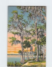 Pocztówka Cyprys Drzewa pokryte mchem w Dixieland na sprzedaż  Wysyłka do Poland