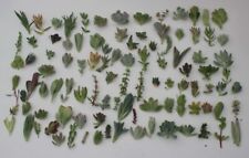 Jiimz 100 succulent for sale  Valley Center