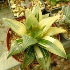 Haworthia badia hibrid usato  Porto Cesareo