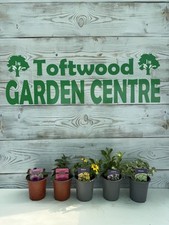 hanging basket plants for sale hanging basket plants for sale DEREHAM
