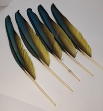 Macaw right wing for sale  Leicester
