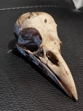 Crows raven skull for sale  MILTON KEYNES