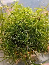 Portion nixkraut nano gebraucht kaufen  Herzogenaurach