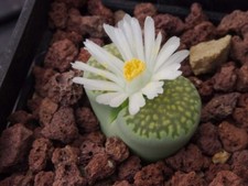 Lithops julii ssp for sale  FRESHWATER