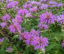 Bee balm seeds for sale  Berwyn