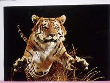 Bengal tiger taxidermy for sale  Buchanan Dam