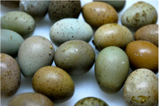Button quail hatching for sale  Reading