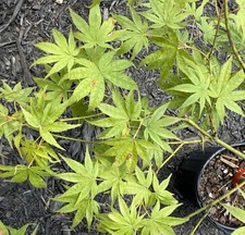 Acer palmatum peaches for sale  Independence
