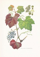 1960 wild grape for sale  BIDEFORD