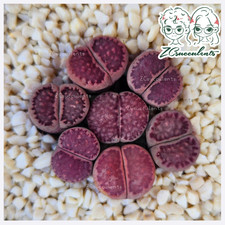 Salicola sato violet for sale Salicola sato violet for sale  TUNBRIDGE WELLS