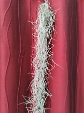 Spanish moss tillandsia for sale  BRISTOL