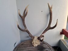 Massacre cerf élaphe d'occasion  Lorient