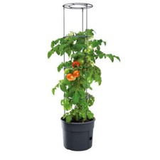 Tomaten pyramide frische gebraucht kaufen  Bruck