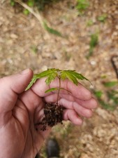 Japanese green maple for sale  Senoia