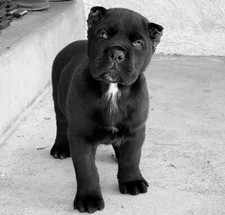 Cucciolo pitbull dogo usato  Stignano