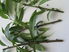 Cuttings peach tree for sale  Charlotte