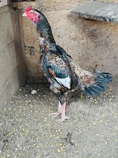 Pakistani asil aseel for sale  Danville