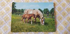 Pferd pferdepostkarte stute gebraucht kaufen  Cremlingen