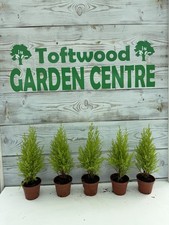 Cupressus wilma goldcrest for sale  DEREHAM