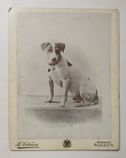 Vintage hundefoto terrier gebraucht kaufen  Berlin