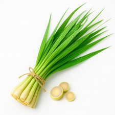 200 lemongrass seeds for sale  Greenville