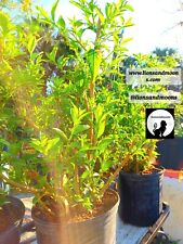 plant tree blooming for sale  Deland