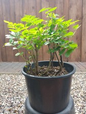 Bonsai wald gruppe gebraucht kaufen  Mölln
