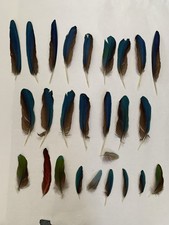 Green wing macaw for sale  Sanford