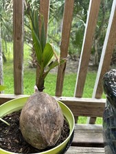 15 palm tree for sale 15 palm tree for sale Hobe Sound