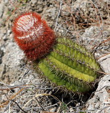 Melocactus matanzanus cl986 d'occasion  Expédié en France