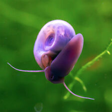Blue leopard ramshorn for sale  Philadelphia