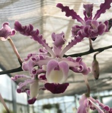 Orchidée espèce schomburgkia d'occasion  Paris XV