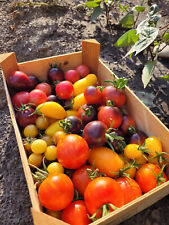 Tomatensamen farbenfrohe misch gebraucht kaufen  Leipzig