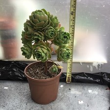 Aeonium goblin for sale  UK