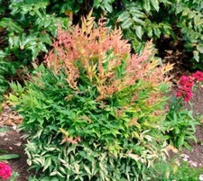 Gulf stream nandina for sale  Pelzer