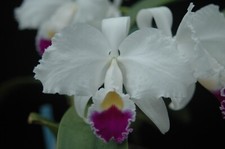 Catt trianaei semi for sale  Larsen