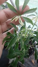 Variegated schefflera arborico for sale  Lyons